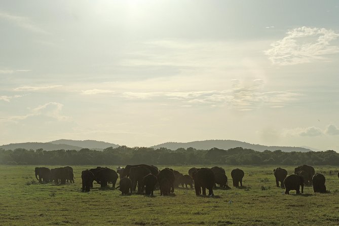Kaudulla National Park Entrance Ticket with Private Safari - A 2:30 pm start and a three-hour ride