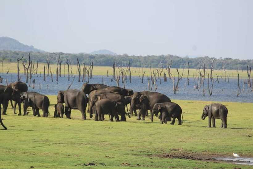 Kaudulla National Park Half-Day Safari with Expert - The reservoir and the Elephant Gathering