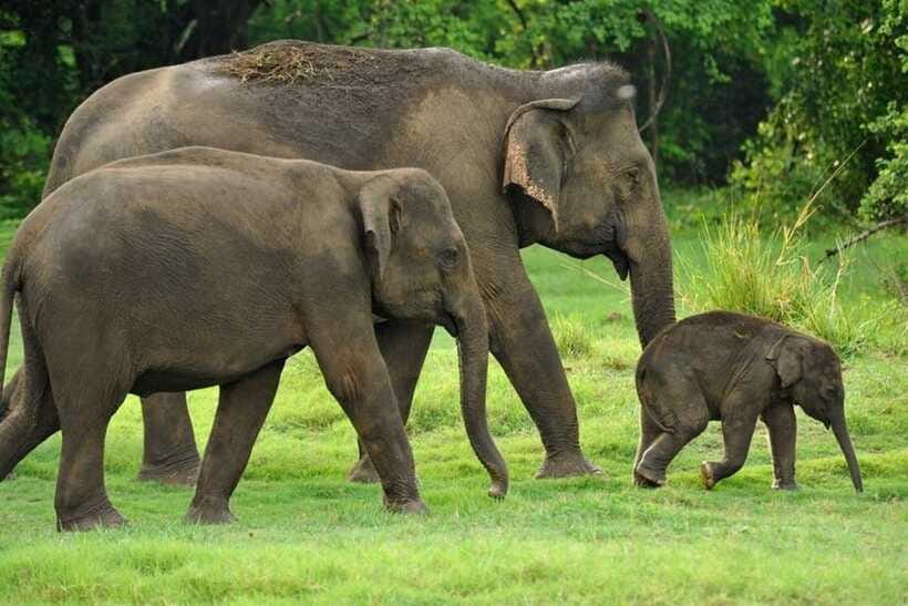 Kaudulla National Park Half-Day Safari with Expert - The guide makes the difference