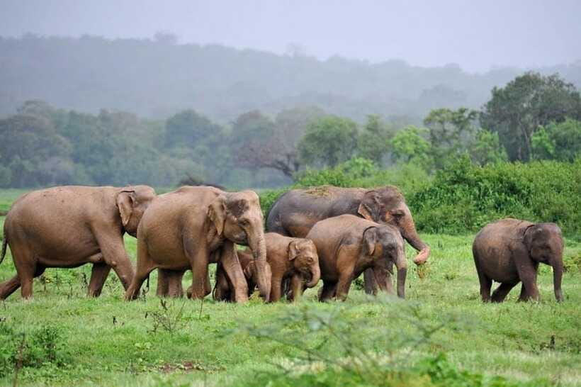 Kaudulla National Park Half-Day Safari with Expert - Is $34 good value?