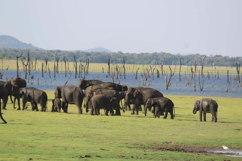 Kaudulla National Park Half-Day Safari with Expert - From your hotel to the park gate