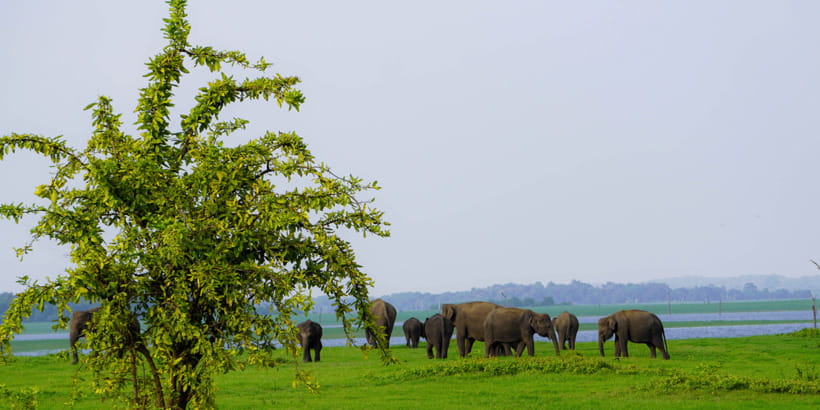 Kaudulla National Park Half Day Sri Lanka Jeep Safari - Key things to know before you book
