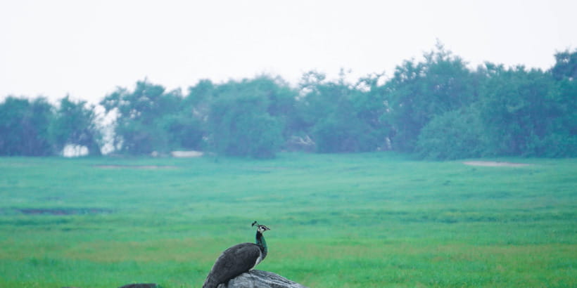 Kaudulla National Park Half Day Sri Lanka Jeep Safari - Guide quality and animal respect