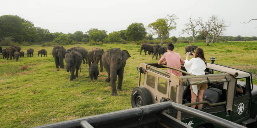 Kaudulla National Park Half Day Sri Lanka Jeep Safari - Why Kaudulla’s elephant gathering matters