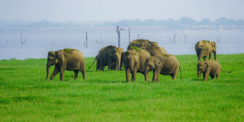 Kaudulla National Park Half Day Sri Lanka Jeep Safari - Three hours inside Kaudulla National Park