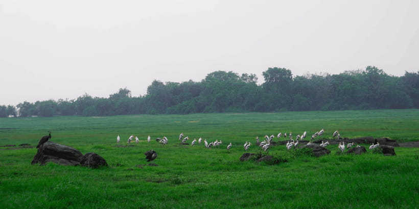 Kaudulla National Park Half Day Sri Lanka Jeep Safari - Elephants, calves, and the best photo moments
