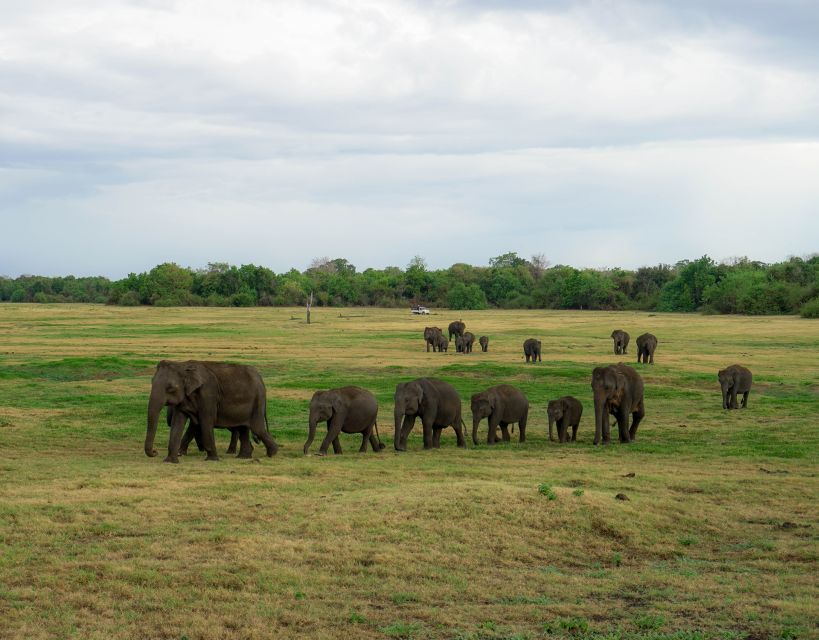 Kaudulla National Park Half Day Sri Lanka Jeep Safari - More than elephants: birds and smaller sightings