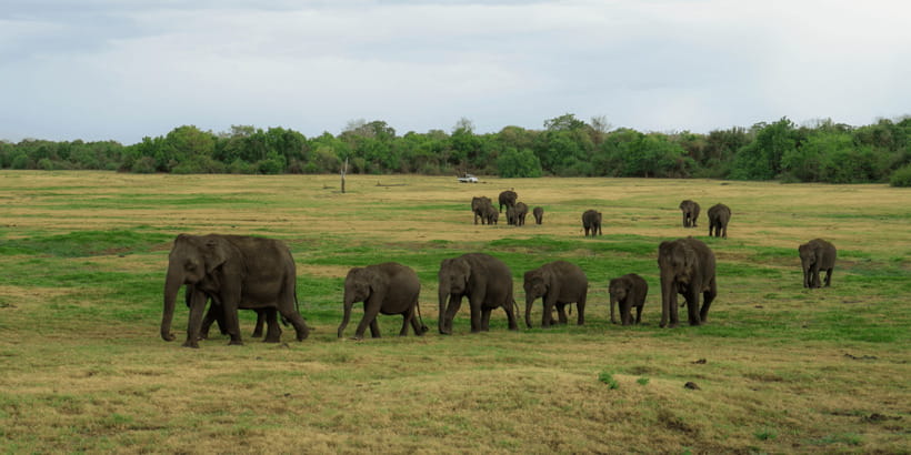 Kaudulla National Park Half Day Sri Lanka Jeep Safari - Why the private jeep is worth considering