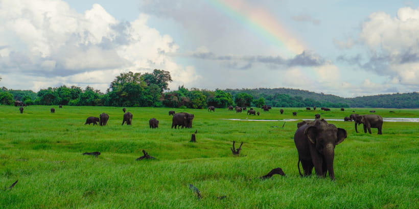 Kaudulla National Park Half Day Sri Lanka Jeep Safari - The real price: USD 84 before extras