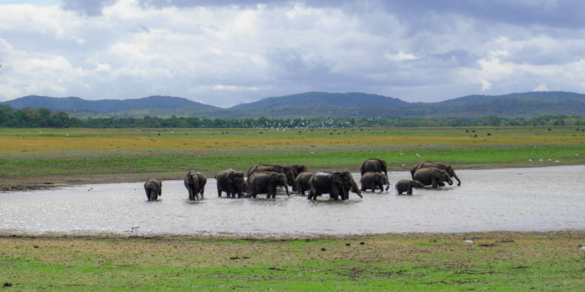 Kaudulla National Park Half Day Sri Lanka Jeep Safari - When Kaudulla is replaced by another park