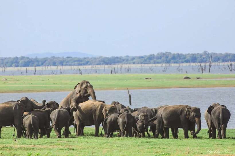 Kaudulla National Park Private Elephant & Wildlife Safari - Beyond elephants: deer, boar, eagles, and kingfishers
