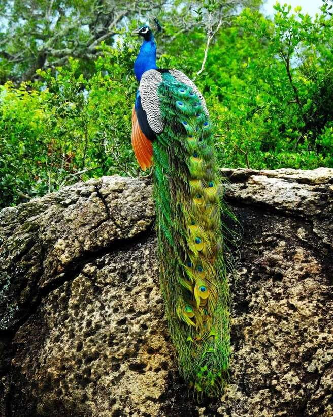 Kaudulla National Park Private Elephant & Wildlife Safari - What the guide adds to four hours