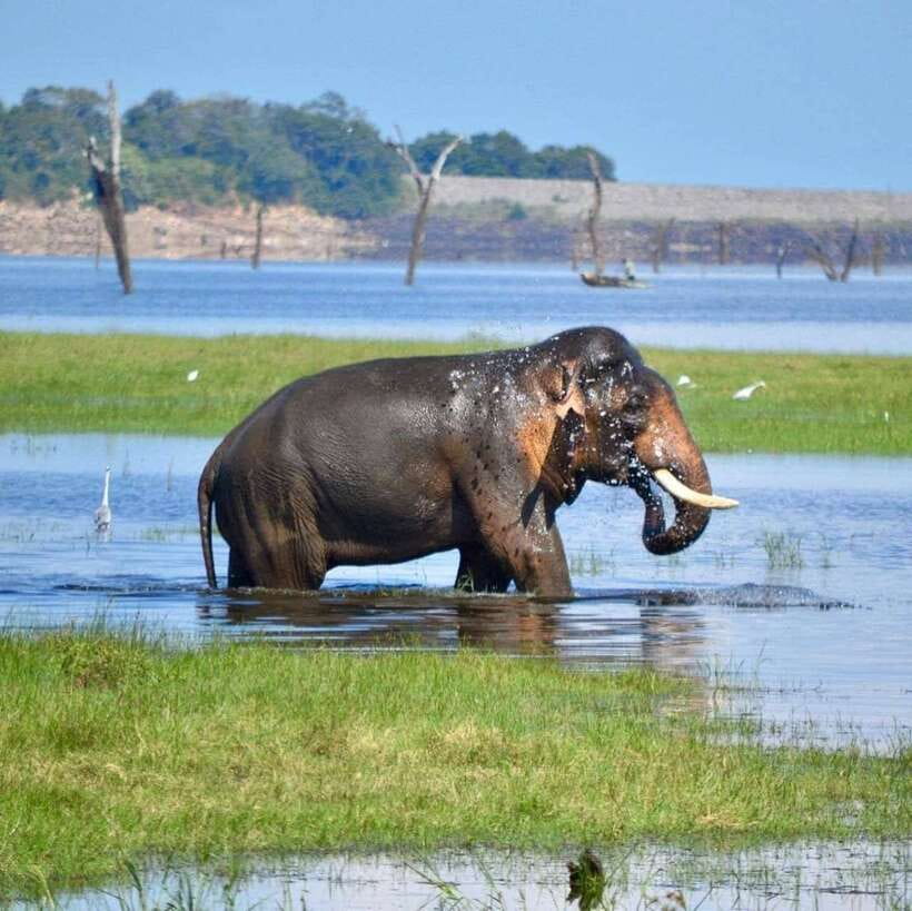 Kaudulla National Park Private Elephant & Wildlife Safari - Photography tips for better elephant encounters