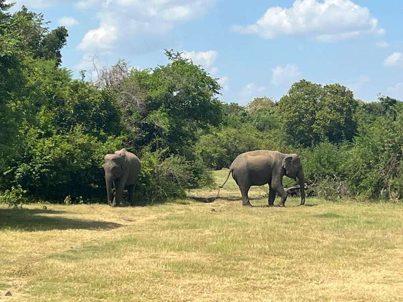 Kaudulla National Park: Private Safari - Key points to know before you go