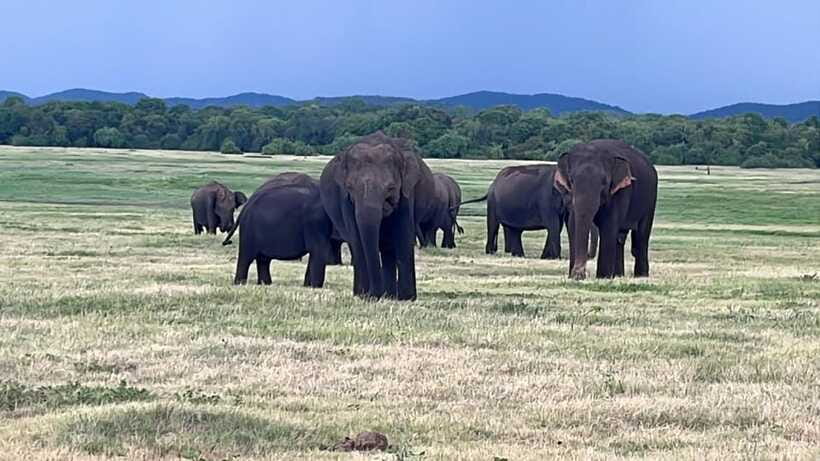 Kaudulla National Park: Private Safari - Who will enjoy this safari most