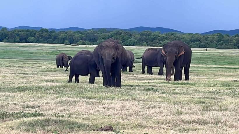 Kaudulla National Park: Private Safari - Why Kaudulla is mainly about elephants