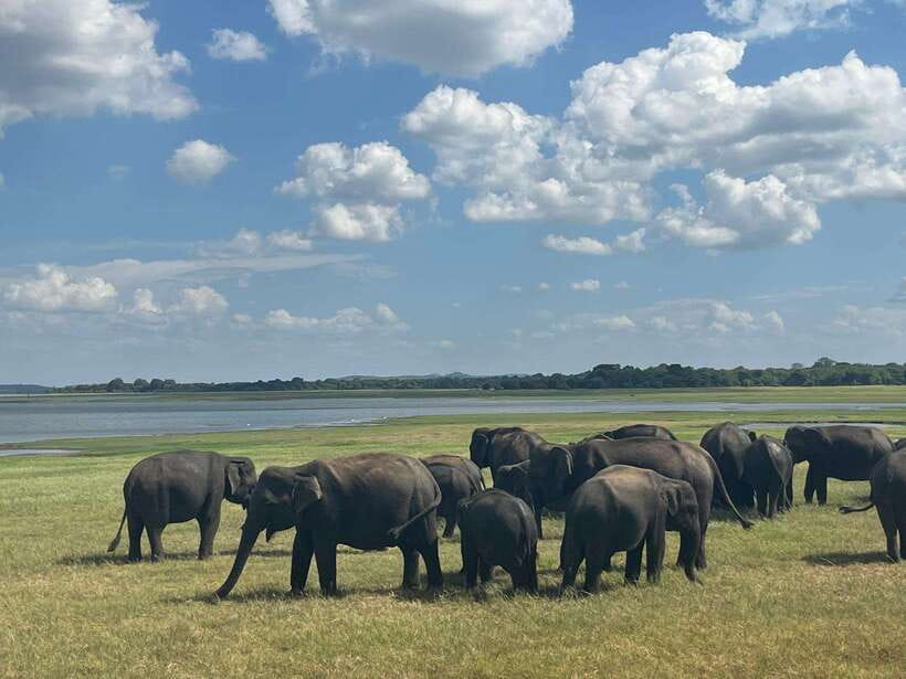 Kaudulla National Park: Private Safari - Seeing elephants at close range