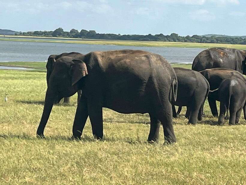 Kaudulla National Park: Private Safari - Birds returning to their nests