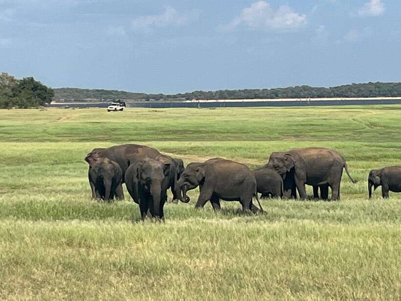 Kaudulla National Park: Private Safari - Three Hours Around Kaudulla Reservoir