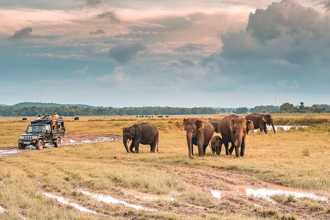 Kaudulla National Park Safari | Jeep with Tickets - Why Kaudulla is a strong elephant-safari choice