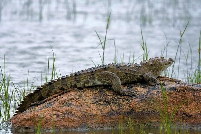 Kaudulla National Park Safari | Jeep with Tickets - Wildlife beyond the elephants