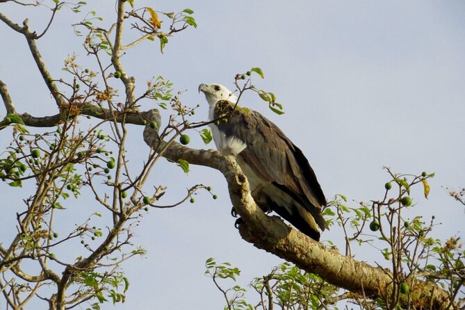 Kaudulla National Park Safari | Jeep with Tickets - Pickup, meeting point, and timing