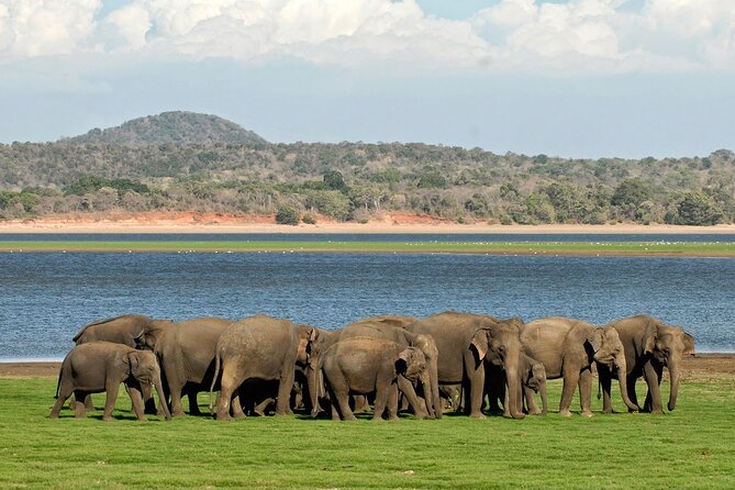 Kaudulla National Park Safari [private , full package] - Key points before you book