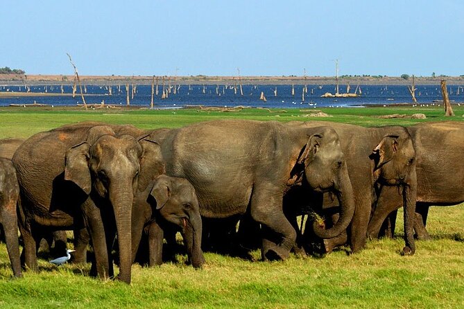 Kaudulla National Park Safari [private , full package] - Why Kaudulla is a strong elephant choice near Anuradhapura