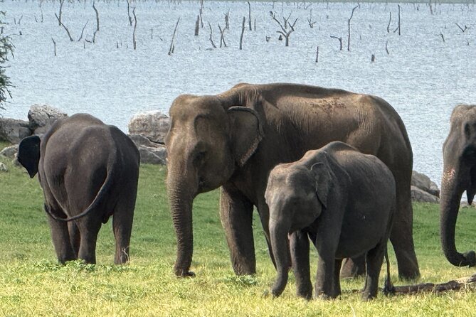 Kaudulla National Park Safari [private , full package] - What the four-hour park visit can include