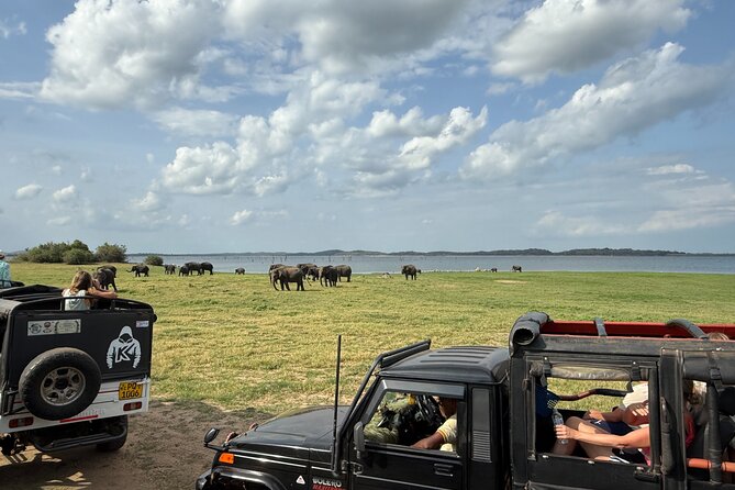Kaudulla National Park Safari [private , full package] - The value of a patient guide