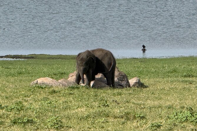 Kaudulla National Park Safari [private , full package] - Price and what the $110 package really covers