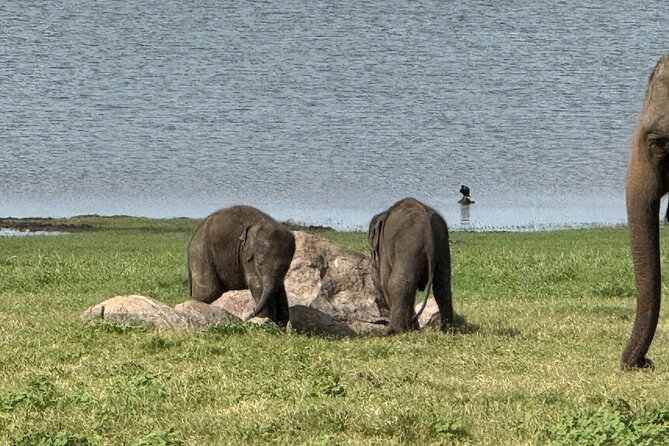 Kaudulla National Park Safari [private , full package] - Who will enjoy this safari most