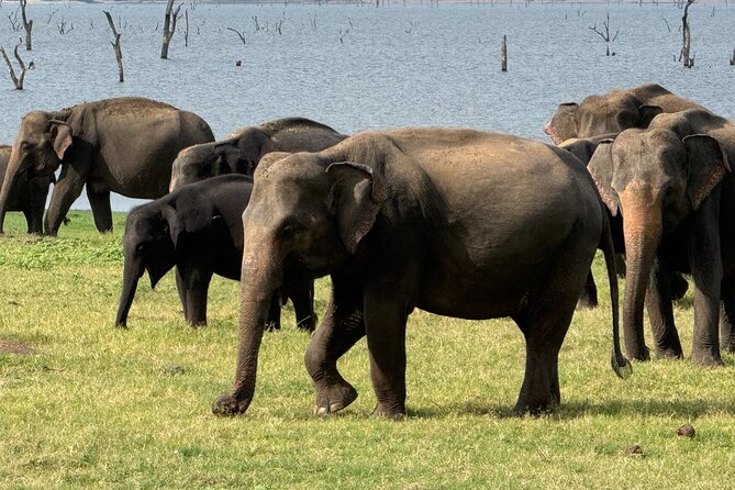 Kaudulla National Park Safari [private , full package] - Practical details that can save you trouble