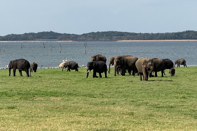 Kaudulla National Park Safari [private , full package] - Choosing morning or afternoon for better sightings