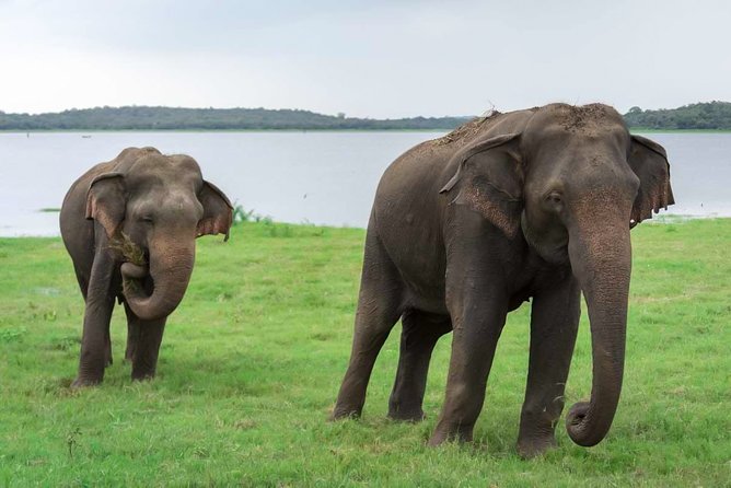 Kaudulla National Park Shared Safari - Key points at a glance