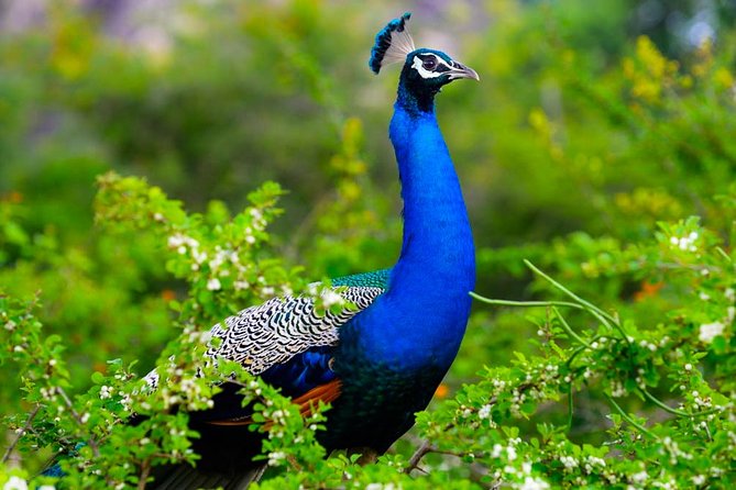 Kaudulla National Park Shared Safari - What the private 4x4 drive feels like