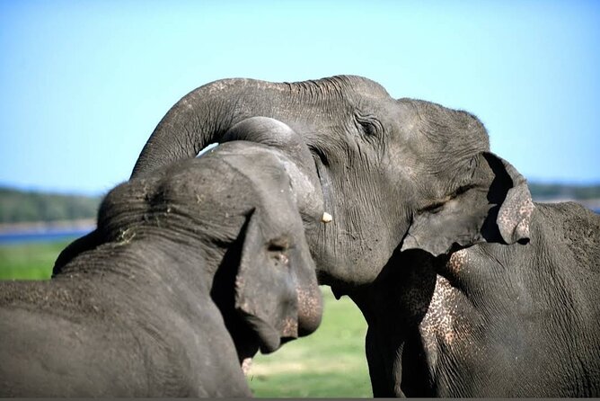 Kaudulla Safari Adventure - The Price: $22 Plus the Park Admission