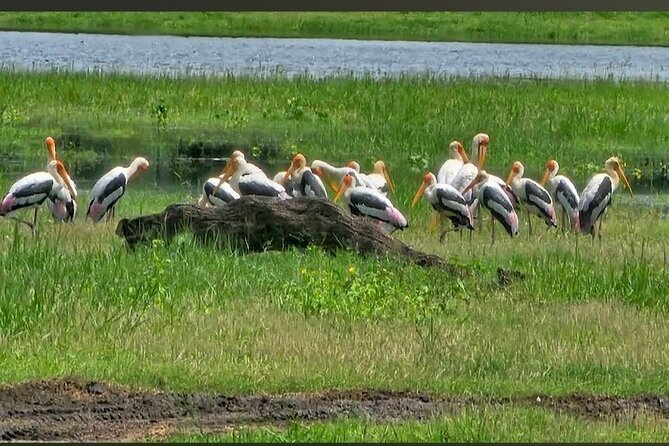 Kaudulla Safari Adventure - Who Will Get the Most From This Experience