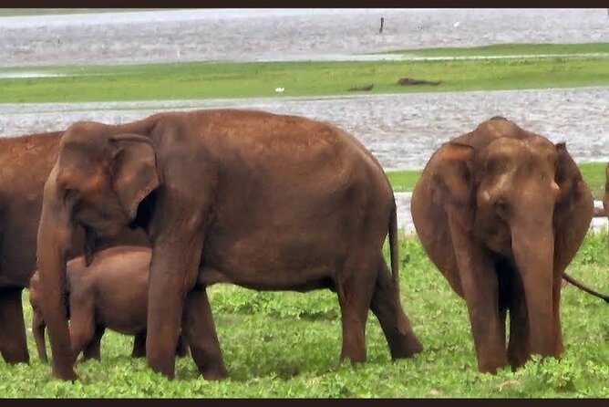Kaudulla Safari Adventure - Booking, Cancellation, and Simple Preparation