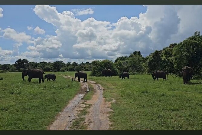 Kaudulla Safari Adventure - From Elephants to Leopards and Birds