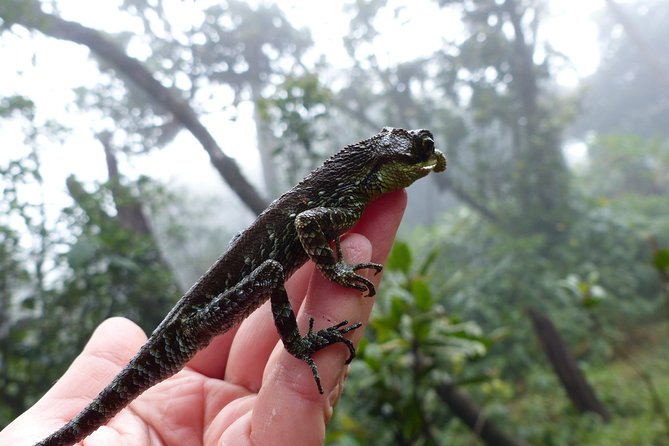 Knuckles Leopard trail Trek from Kandy - Wooden bridges, bamboo, and Knuckles forest