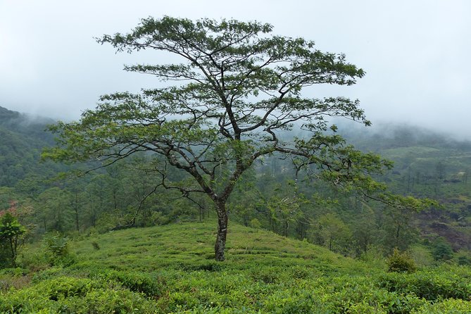 Knuckles Leopard trail Trek from Kandy - Picnic lunch near a waterfall or natural pool