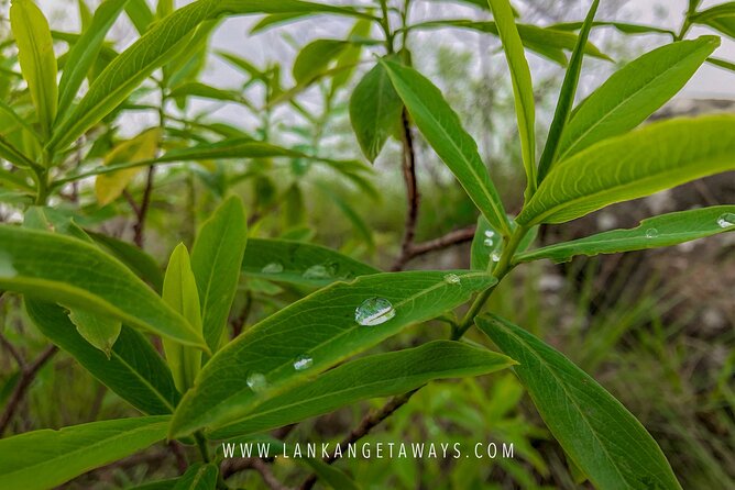 Knuckles Mountain Hiking - Tea fields, rice fields, and the first change of scenery