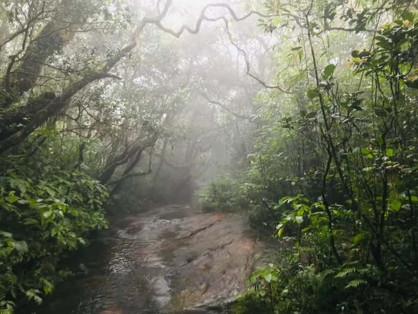 Knuckles Mountain Range: Kotaganga Waterfall Chain Hike - Cloud forest, wildlife, and rare birds