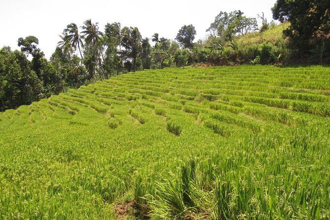 Knuckles Spice Trail Trek from Kandy - Rice terraces and village gardens