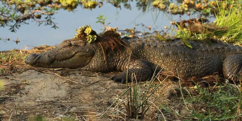 Kumana National Park : Full Day Safari (05:00 am - 06:00 pm) - Riding in the 4x4 safari jeep