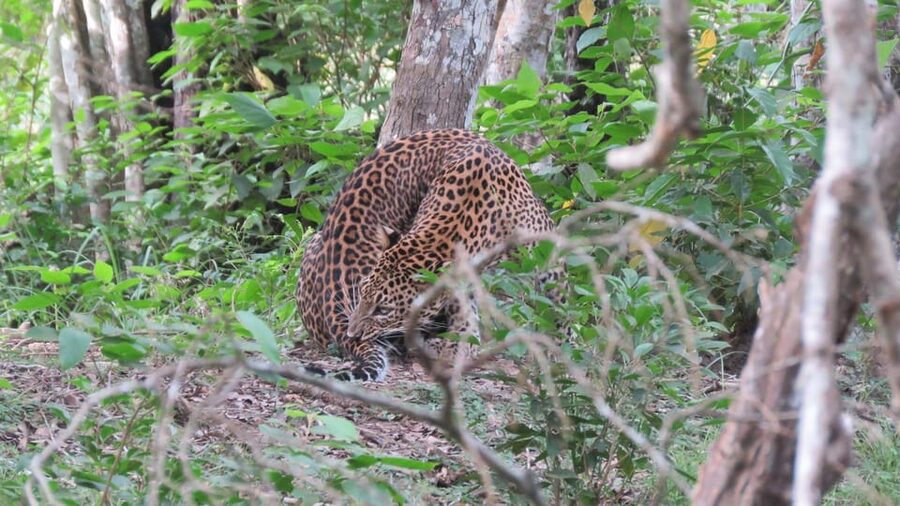 Kumana National Park : Full Day Safari (05:00 am - 06:00 pm) - Sunrise, jungle tracks, and the first wildlife search