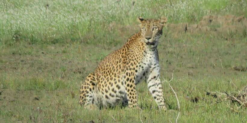 Kumana National Park : Full Day Safari (05:00 am - 06:00 pm) - Leopards, elephants, deer, monkeys, and bears
