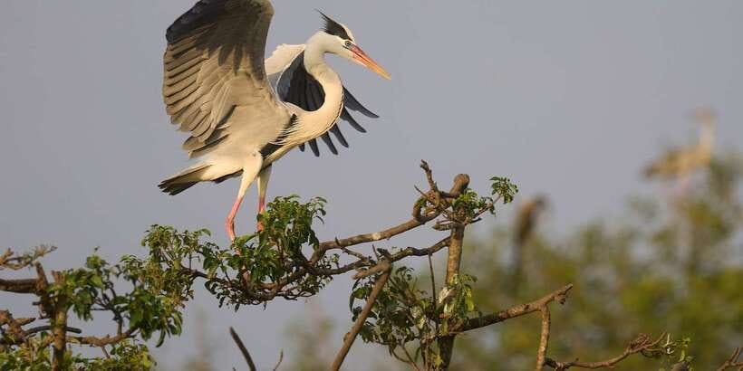 Kumana National Park : Full Day Safari (05:00 am - 06:00 pm) - Breakfast, lunch, drinks, and the practical value of inclusions
