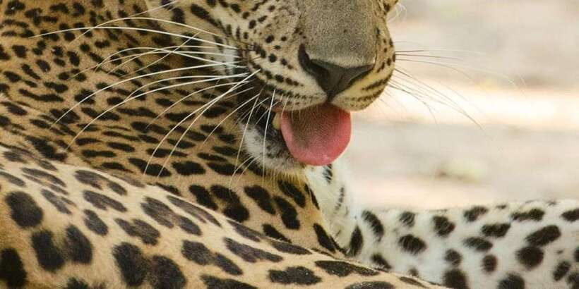 Kumana National Park : Full Day Safari (05:00 am - 06:00 pm) - Is $117 good value for a Kumana safari?